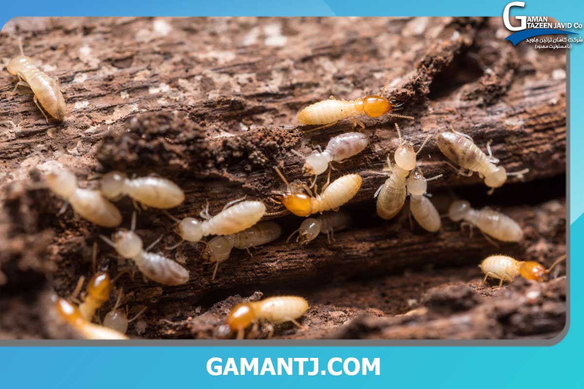 جلوگیری از موریانه زدن پارکت لمینت 1 جلوگیری از موریانه زدن پارکت