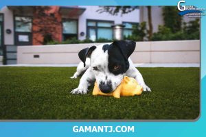 چمن مصنوعی برای سگ ها