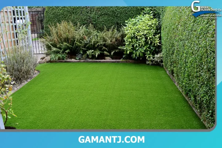 Turf grass lawn