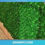 فنس چمنی پرتراکم و چشمه 4 خانم پور عبدالله شیراز