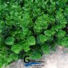 گرین وال مصنوعی مدل شمشاد گل درشت