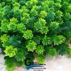 گرین وال مصنوعی طرح ویولت