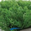دیوار سبز مصنوعی طرح کاج
