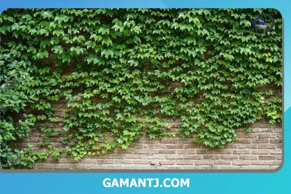 دیوار سبز طبیعی چیست؟ 