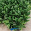 گرین وال طرح آناناسی