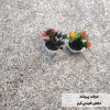 موکت گامان طرح ماهور رنگ طوسی کرم