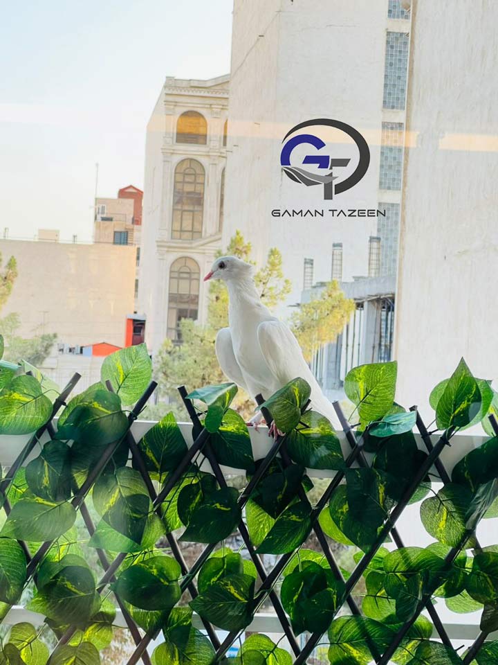 ریسه برگ آکاردئونی خانم قانونی عزیز 3 ghanooni2